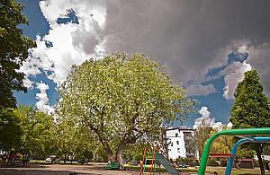 Wybieramy Drzewo Roku, nasze stoi na Norwida