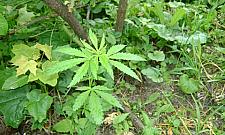 Matka Boska "zielna" - marihuana pod kościołem