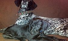 Mistrzowie świata z Legionowa: pan i jego pies