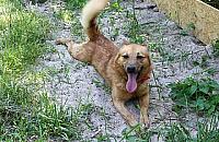 Dzień Psa 30 czerwca na Paluchu