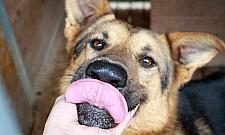 Dzień Psa 30 czerwca na Paluchu