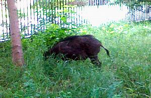 Szpitalne łowy, czyli dzik w Aninie