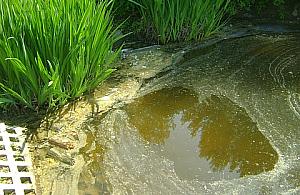 Stawy Brustmana bez gospodarza