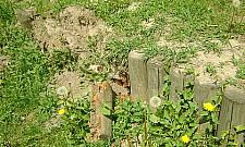 Stawy Brustmana bez gospodarza