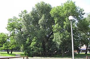 Dewastują pomnik przyrody na Wawrzyszewie