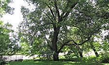 Dewastują pomnik przyrody na Wawrzyszewie