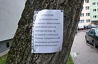 Trutki na trawnikach przy Prymasa