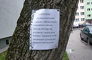 Trutki na trawnikach przy Prymasa