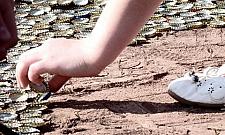 Kapsle przy Brzeskiej