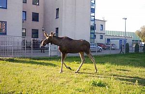 Łoś wędrował po Myśliborskiej