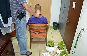 Marihuana rosła sobie w szafie