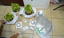 Marihuana rosła sobie w szafie