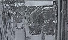 Marihuana rosła sobie w szafie