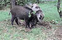 Dziki przy przedszkolu na Odkrytej