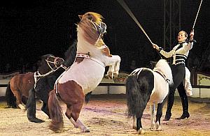 Niezły cyrk na Bemowie