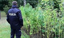 Grządka marihuany na własny użytek