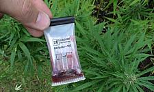 Grządka marihuany na własny użytek