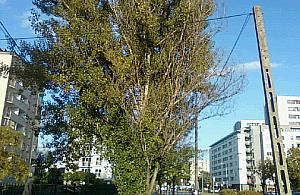 Uwaga, uschnięta topola na Człuchowskiej!