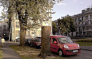 Wycinka przy pl. Konfederacji - drzewa czy drzewo?