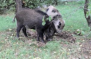 Jabłonna odstrasza dziki płynem