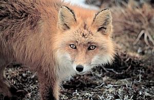 Lisy hasają do woli po Woli!