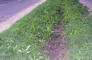 Mieszkańcy Zacisza: nie mamy gdzie wyrzucać gałęzi