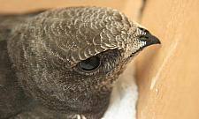 Na Odkrytej stanie wieża dla jerza