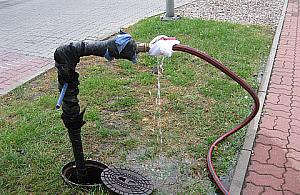 Mało wody w Wiśle - czy grozi nam susza?