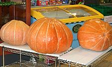 Wielka dynia ze wschodniej Białołęki