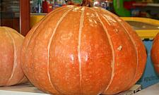 Wielka dynia ze wschodniej Białołęki