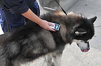 Chipowanie czworonogów: czekamy na naśladowców...