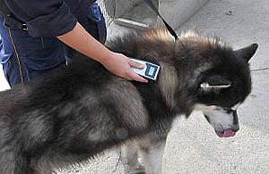 Chipowanie czworonogów: czekamy na naśladowców...