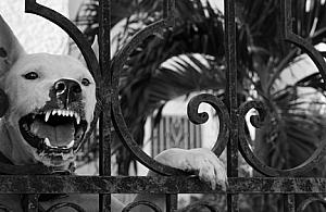 Agresywny pies - zabójca kotów z Targówka