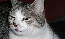 Agresywny pies - zabójca kotów z Targówka