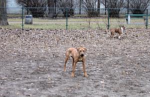 Walczą o psi wybieg na Wrocławskiej