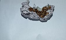 Grzybiarz na Okopowej