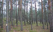 Zmieńmy razem białołęckie lasy