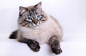 Kochasz koty? Jedź na Ursynów