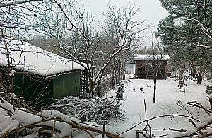 Koty z Fortu Blizne potrzebują pomocy