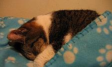 Koty z Fortu Blizne potrzebują pomocy