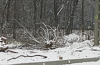 Orchowiecka: niepotrzebna wycinka drzew?