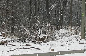 Orchowiecka: niepotrzebna wycinka drzew?