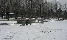 Orchowiecka: niepotrzebna wycinka drzew?