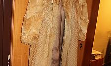 Więzienie za sprzedaż starego futra?