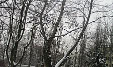 Drzewo zagraża dzieciom, a wycinka odłożona