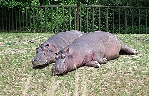 Młodzieżowa Rada Dzielnicy: Precz z różowym terrorem!