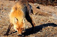 Lis dożywia się w osiedlu Pod Dębami