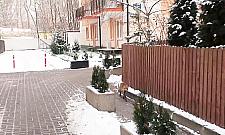 Lis dożywia się w osiedlu Pod Dębami