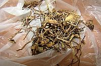 Gotowała zupę na... halucynogenach