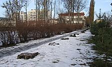 Zniknęły topole. WAT ogołociła Stare Bemowo